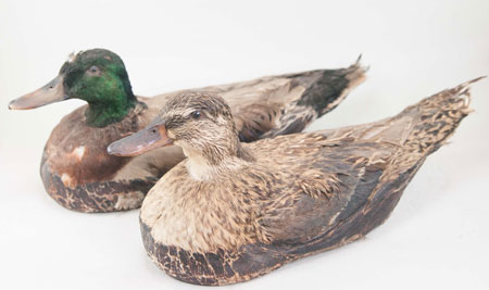 Decoys deluxe